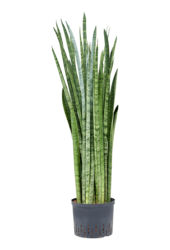 Hydroplant Sansevieria Zeylanica Narrow