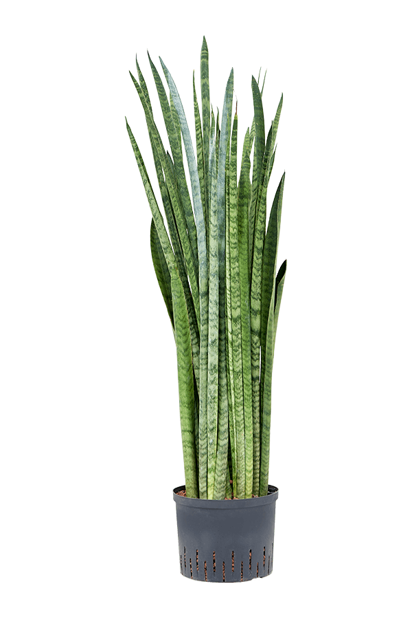 Hydroplant Sansevieria Zeylanica Narrow