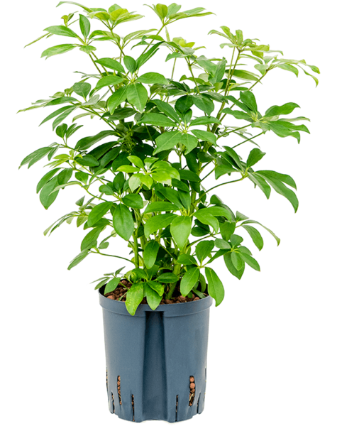 Hydroplant Schefflera