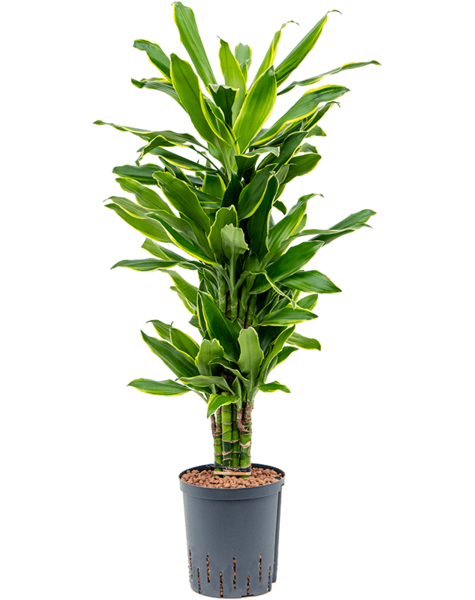 Hydroplante Dracaena