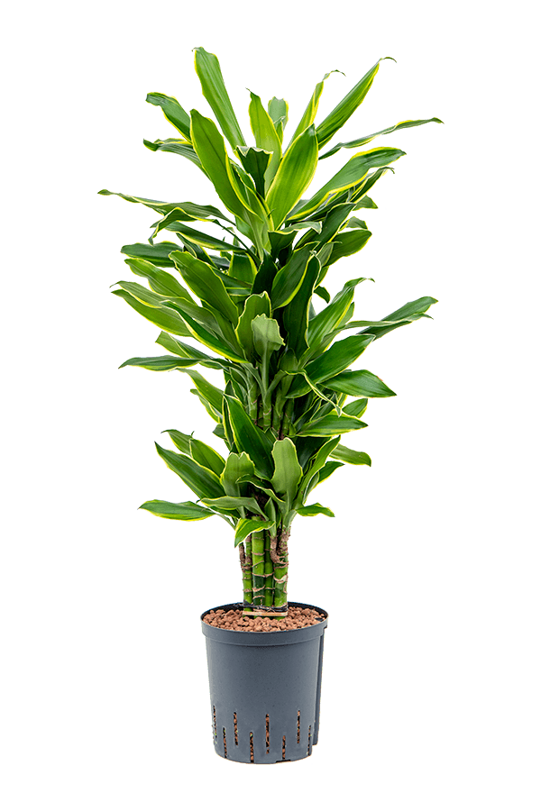 Hydroplant Dracaena Fragrans Golden Coast