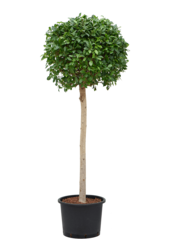 Hydroplante Ficus Microcarpa ‘Nitida’