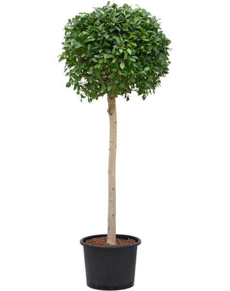 Hydroplant Ficus