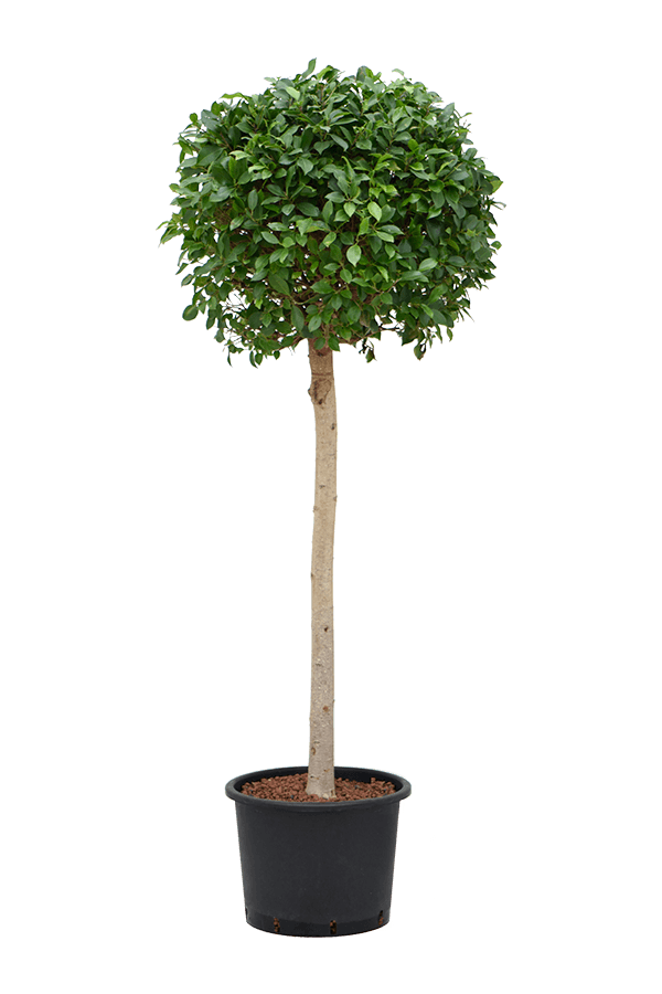 Hydroplante Ficus Microcarpa ‘Nitida’