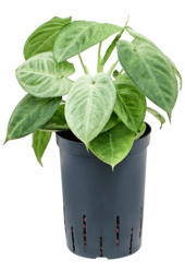 Hydroplant Syngonium Macrophyllum Frosted Heart