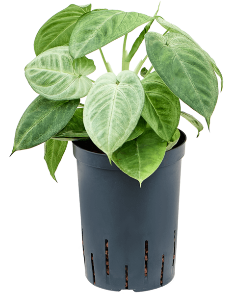 Hydroplant Syngonium