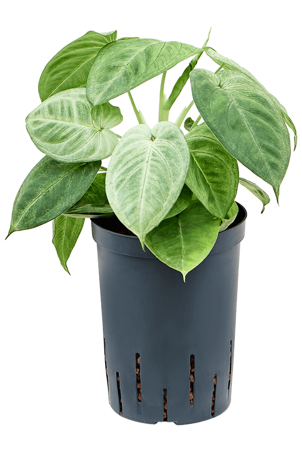 Hydroplant Syngonium Macrophyllum Frosted Heart