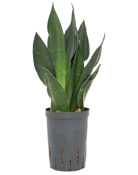 Hydroplante Sansevieria
