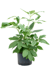 Hydroplant Schefflera Actinophylla