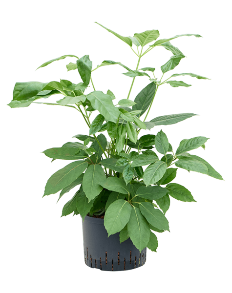 Hydroplant Schefflera
