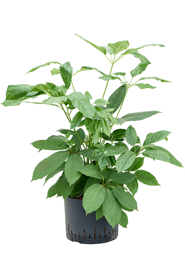 Hydroplant Schefflera Actinophylla