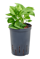 Hydroplant Scindapsus (Epipremnum) Global Green