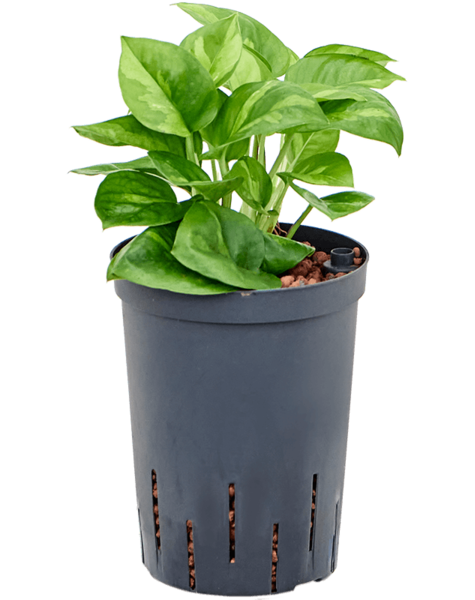 Plante hydroponique Scindapsus