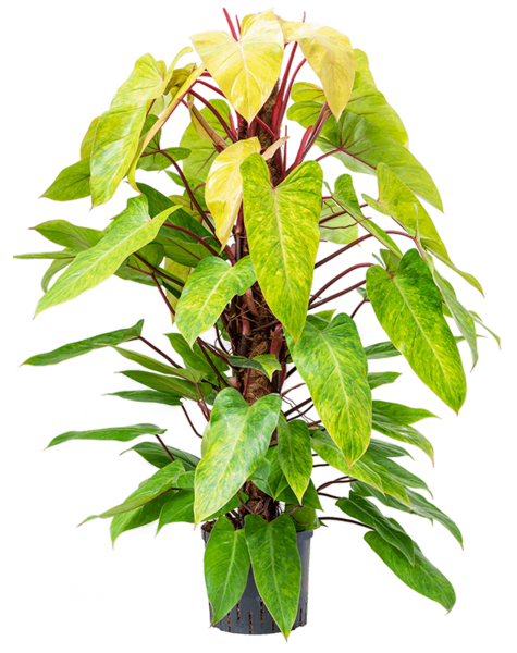 Plante hydroponique Philodendron