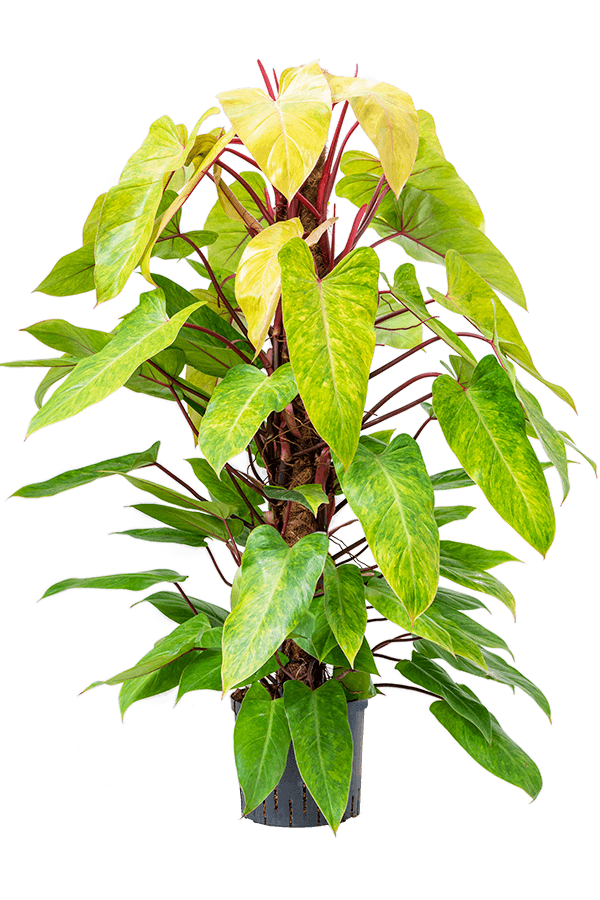 Plante hydroponique Philodendron Painted Lady