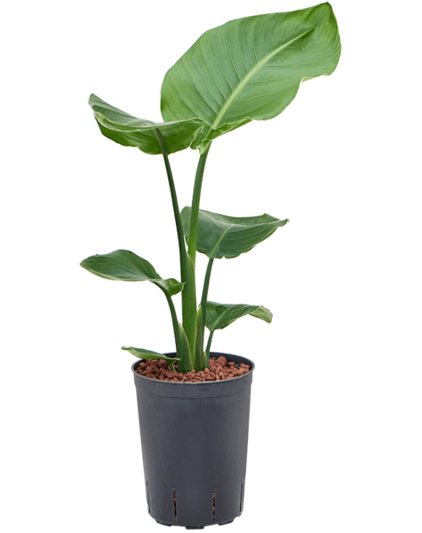 Hydroplante Strelitzia