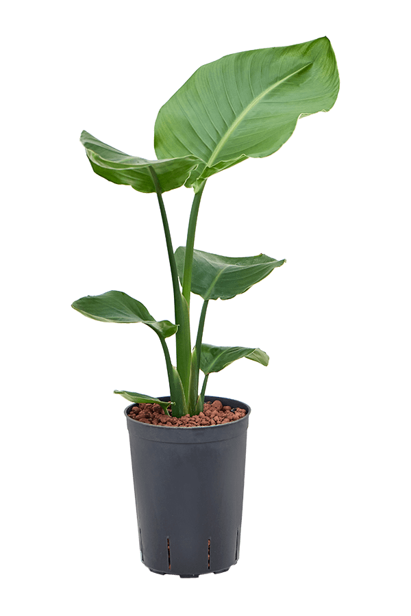 Hydroplante Strelitzia Nicolai