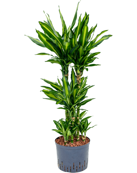 Hydroplante Dracaena