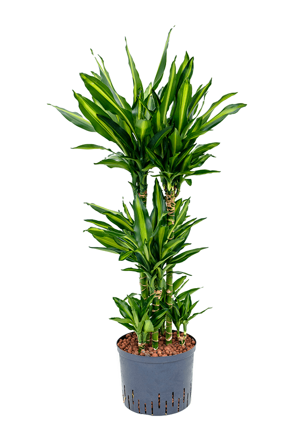 Hydroplante Dracaena Fragrans Cintho