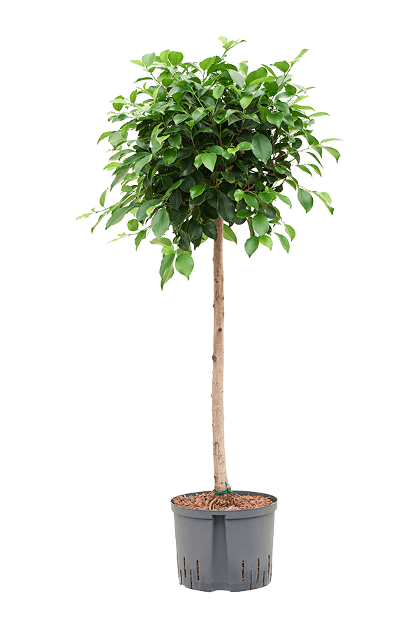 Hydroplant Ficus Microcarpa ‘Nitida’