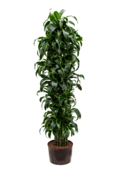 Hydroplant Dracaena Fragrans Dorado