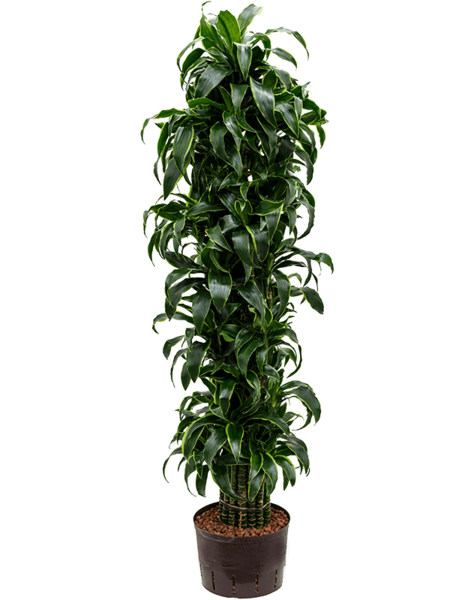 Hydroplant Dracaena
