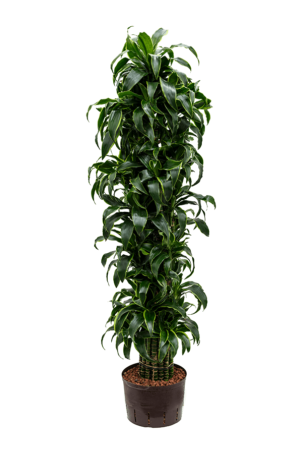 Hydroplant Dracaena Fragrans Dorado