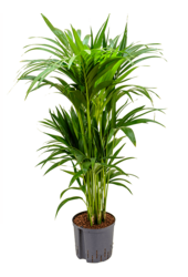 Hydroplant Kentia (Howea) Forsteriana