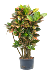 Hydroplante Croton (Codiaeum) Variegatum Petra