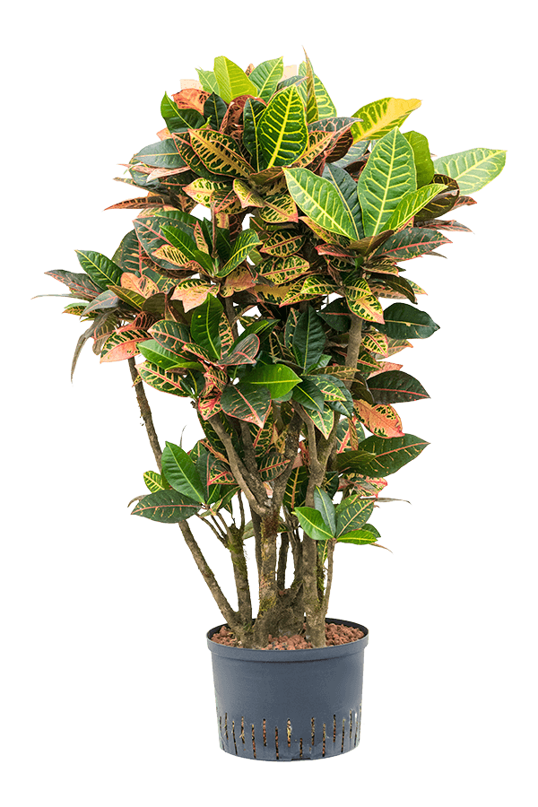 Hydroplante Croton (Codiaeum) Variegatum Petra