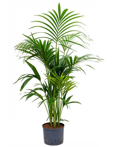 Hydroplante Kentia