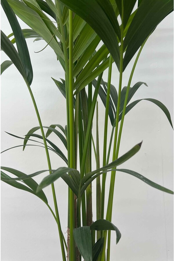 Hydroplante Kentia (Howea) Forsteriana
