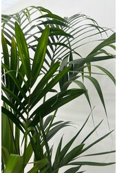 Hydroplante Kentia (Howea) Forsteriana