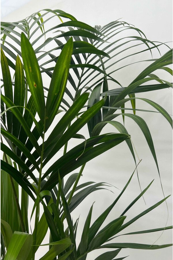 Hydroplante Kentia (Howea) Forsteriana