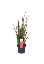 Herbe sanglante du Japon Red Baron