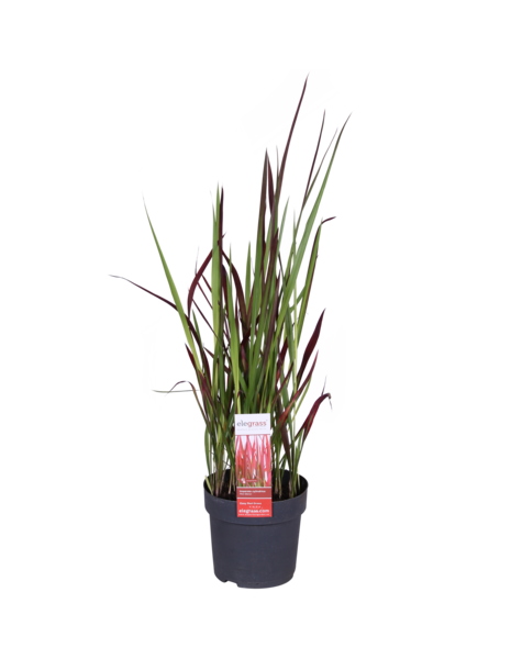 Herbe sanglante du Japon