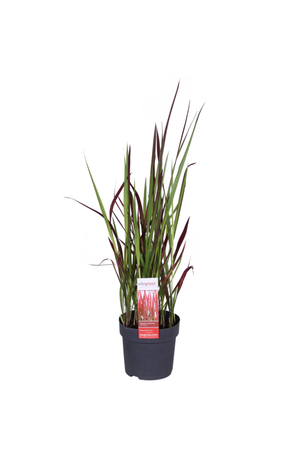 Herbe sanglante du Japon Red Baron