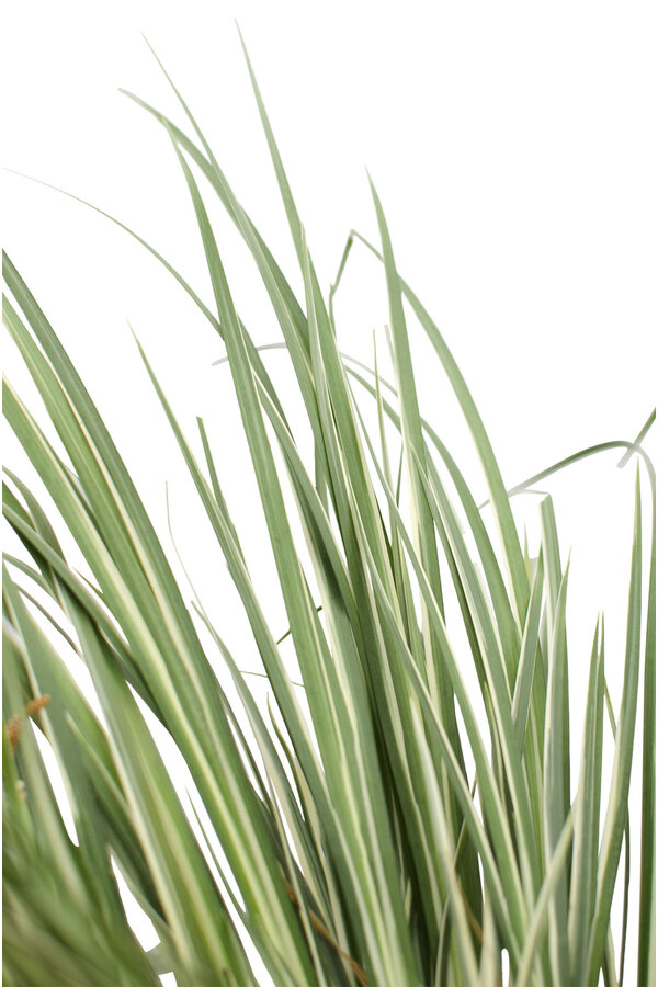 Kalmoes Argenteostriatus