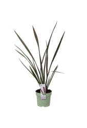 Lin de Nouvelle-Zélande Sundowner