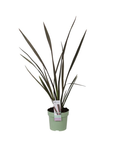 Lin de Nouvelle-Zélande