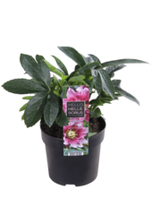 Oosters Nieskruid Helleborus
