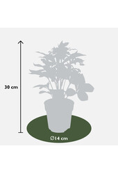 Oosters Nieskruid Helleborus