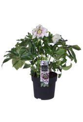 Hellébore d'Orient Helleborus