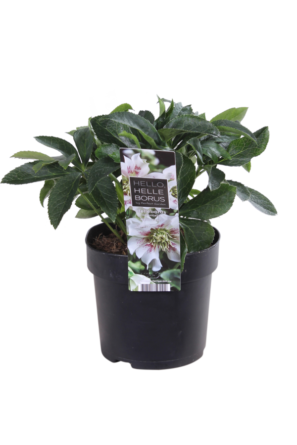 Oosters Nieskruid Helleborus