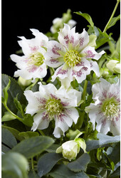 Hellébore d'Orient Helleborus