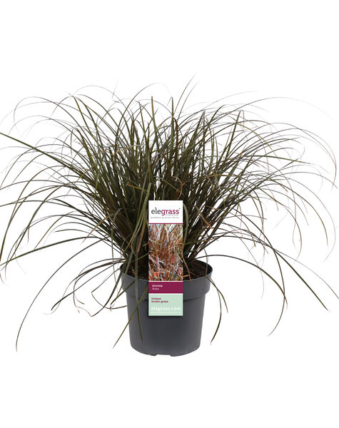 Carex rouge