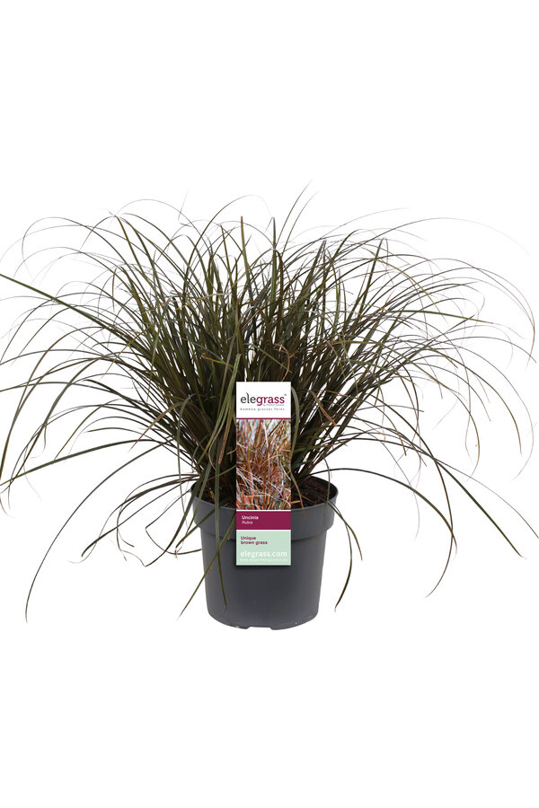 Carex rouge Rubra