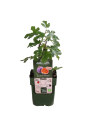 Figuier Gustissimo® Perretta®