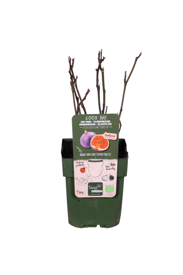 Figuier Gustissimo® Perretta®