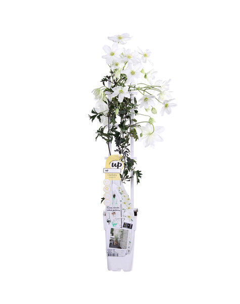 Clématite à floraison précoce